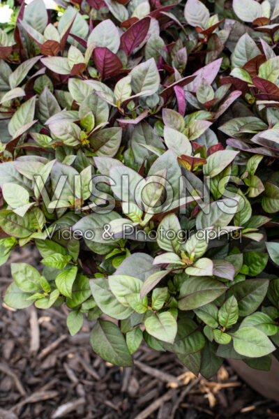 Alternanthera FanciFillers™ Choco Chili