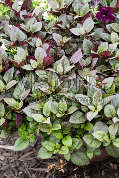 Alternanthera FanciFillers™ Choco Chili