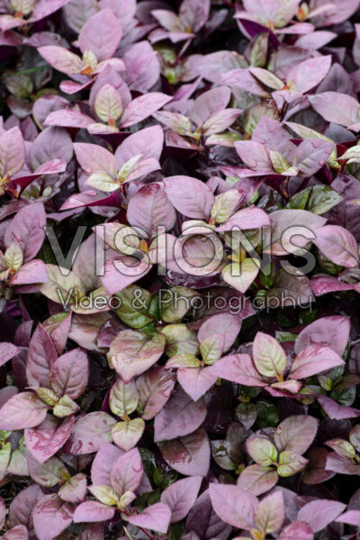 Alternanthera Purple Prince