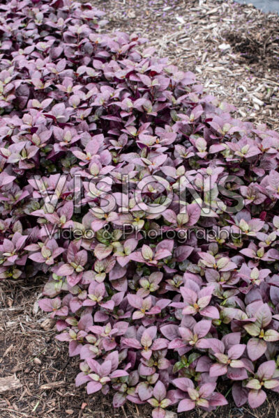 Alternanthera Purple Prince