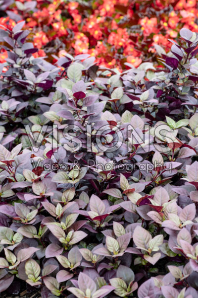 Alternanthera Purple Prince