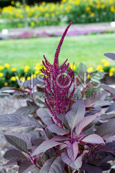 Amaranthus cruentas Red Spike