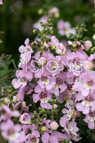 Angelonia Alonia™ Big Bicolor Pink Improved