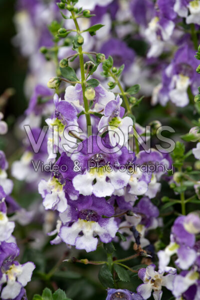 Angelonia Alonia™ Big Bicolor Purple