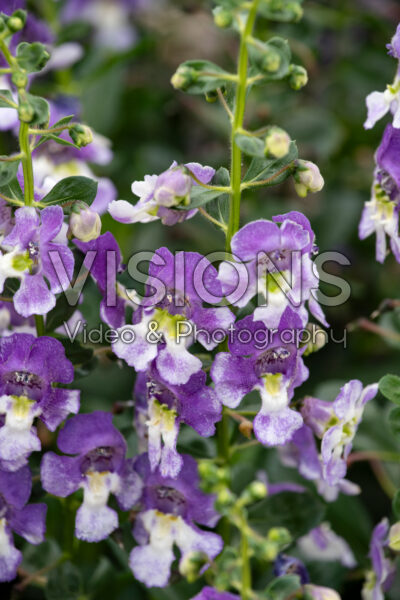Angelonia Alonia™ Big Bicolor Purple