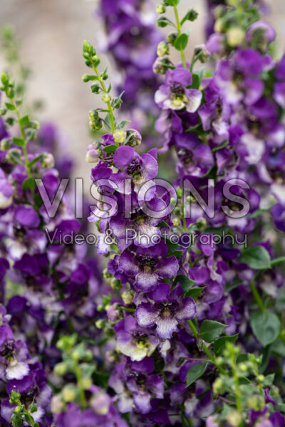 Angelonia Alonia™ Big Grape