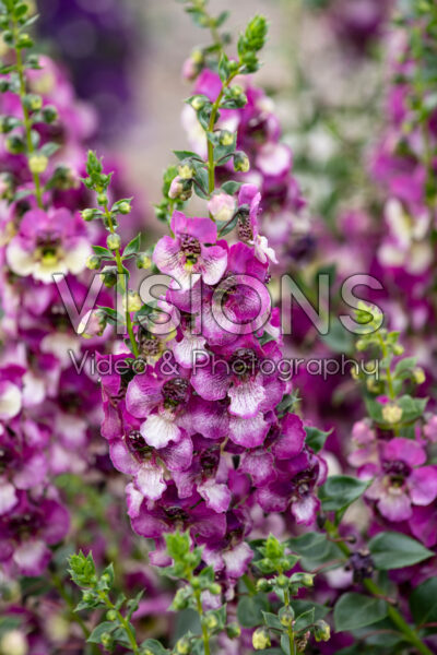 Angelonia angustifolia AngelDance™ Fuchsia Bicolor