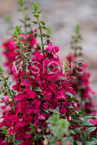 Angelonia AngelFlare™ Cranberry