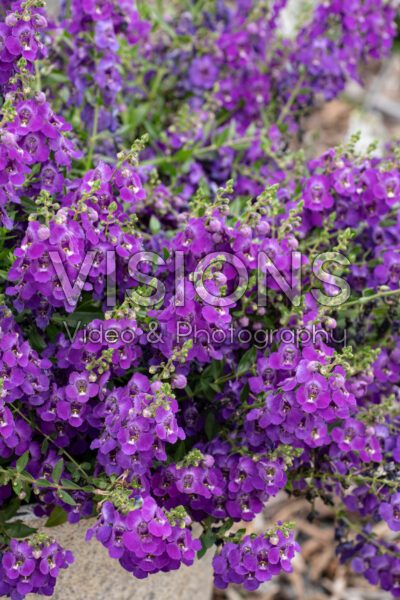 Angelonia AngelMistĀ® Spreading Dark Purple Angelonia AngelMistĀ® Spreading Dark Purple