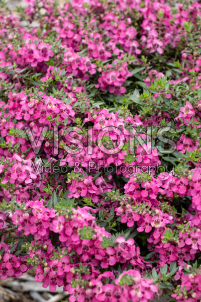 Angelonia AngelMist® Spreading Pink