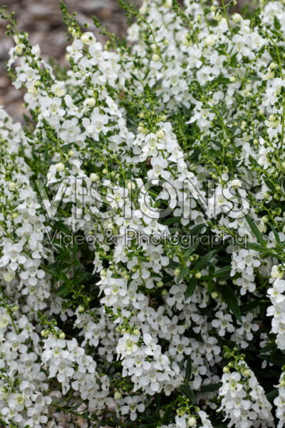 Angelonia AngelMist® Spreading White