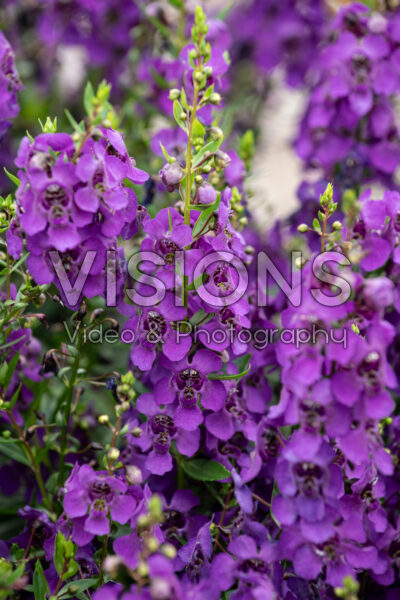 Angelonia Archangelâ„¢ Dark Purple Angelonia Archangelâ„¢ Dark Purple