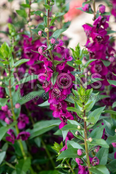 Angelonia Archangel™ Fuchsia