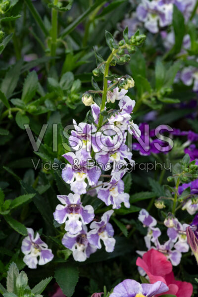 Angelonia Serafina Blue Wings