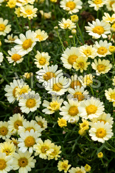 Argyranthemum Lollies Buttermint