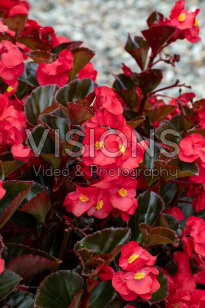 Begonia Big® Red Bronze Leaf