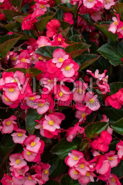 Begonia Big® Rose Bronze Leaf