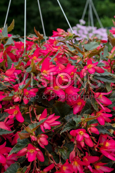 Begonia boliviensis Beauvilia® Hot Pink Improved