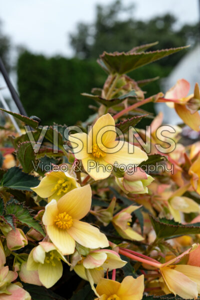 Begonia boliviensis Beauvilia® Yellow