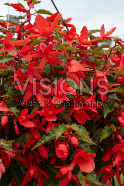 Begonia boliviensis Waterfall® Encanto Orange