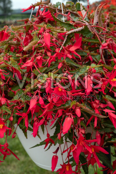Begonia boliviensis Waterfall® Encanto Pink