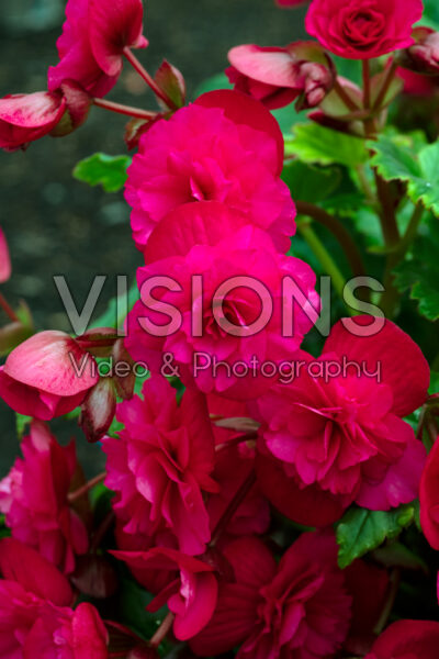 Begonia BK Collection Vermillion Hot Pink