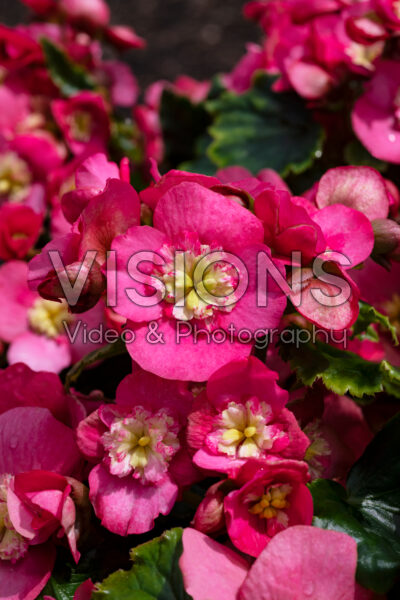 Begonia Dreams Garden Macarazz 