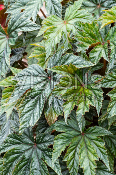 Begonia Gryphon Begonia Gryphon