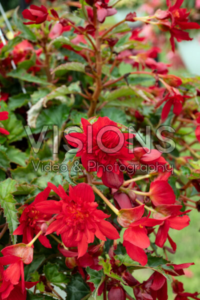 Begonia x hybrida Funky Red