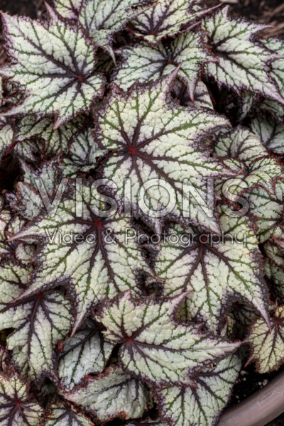 Begonia Bewitched Lavender