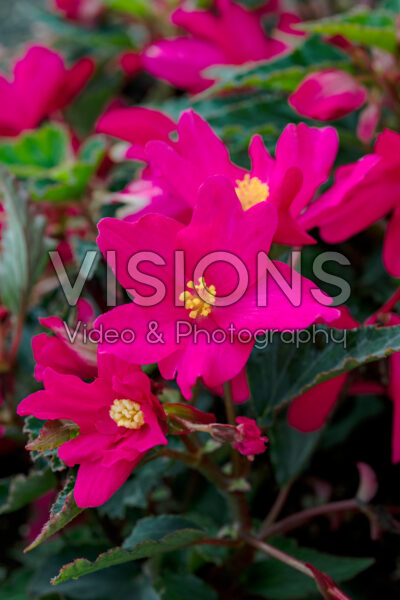 Begonia Shine Bright Magenta