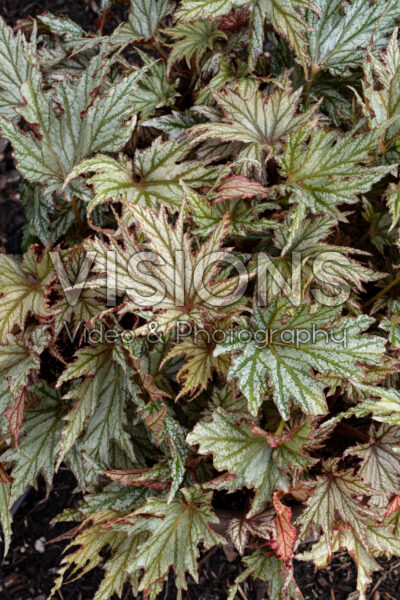 Begonia Spacestars Haedi