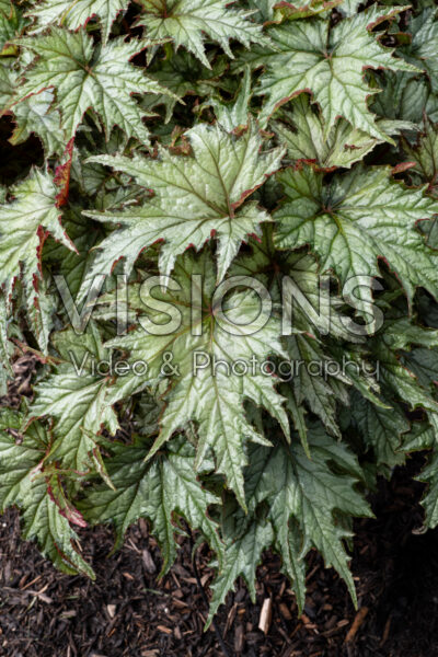 Begonia Spacestars Izar