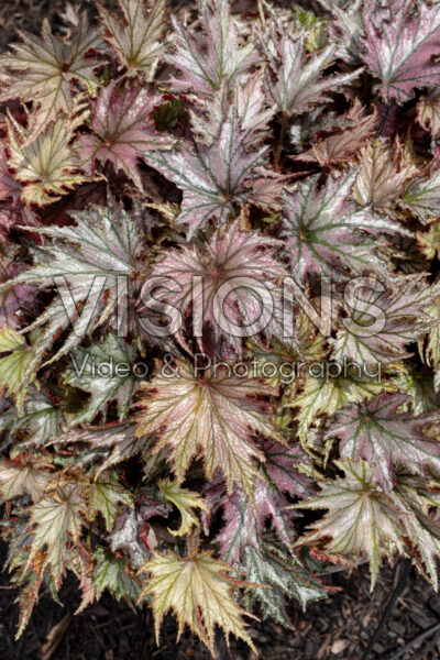 Begonia Spacestars Leda