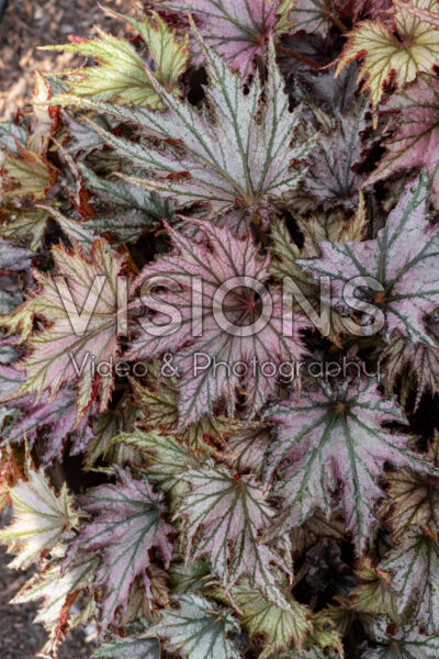 Begonia Spacestars Leda