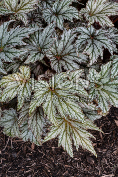 Begonia Spacestars Maia