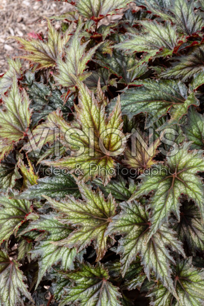 Begonia Spacestars Syrma