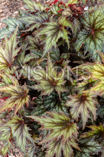 Begonia Spacestars Syrma