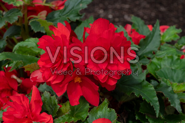 Begonia Non Stop Joy Peaches and Dreams