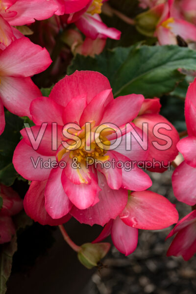 Begonia Non Stop Joy Rose Pioctee