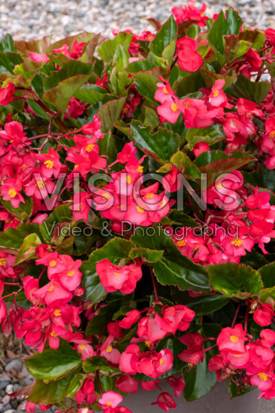 Begonia Viking Explorer Rose on Green