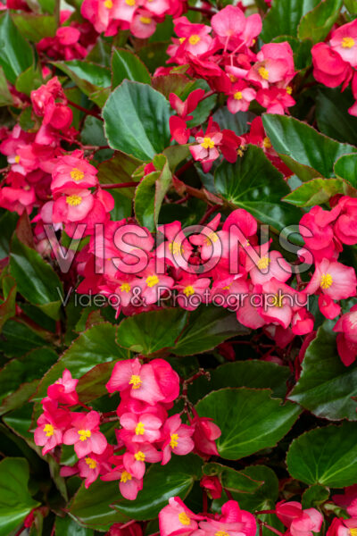 Begonia Viking XL Pink on Green