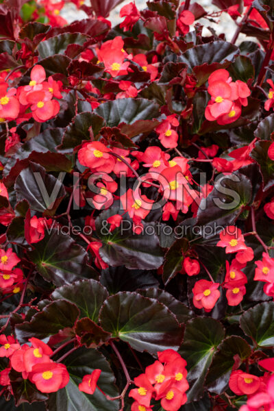 Begonia Viking XL Red on Chocolate Begonia Viking XL Red on Chocolate