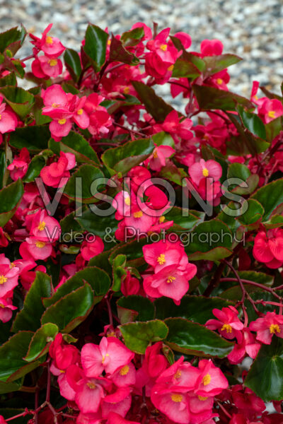 Begonia Viking XL Rose on Green