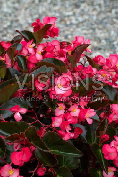 Begonia x benariensis Whopper Salmon Bronze Leaf