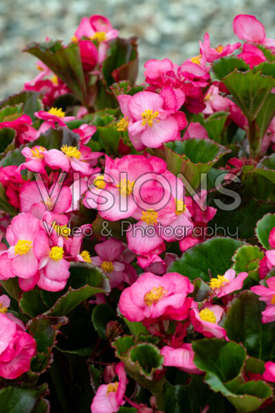 Begonia Mega Cool Rose