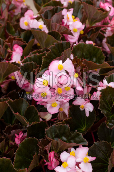 Begonia x hybrida Stonehedge Light Pink Bronze Leaf