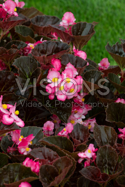 Begonia x hybrida Stonehedge Rose Bronze Leaf 