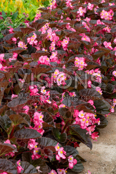 Begonia x hybrida Stonehedge Rose Bronze Leaf