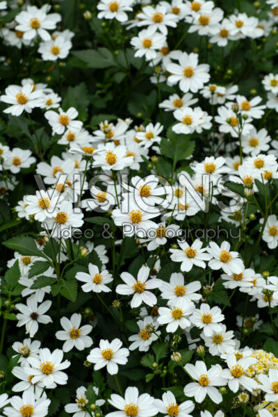 Bidens White Delight